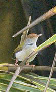 Rotstirn-Schneidervogel