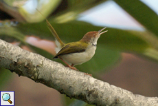 Rotstirn-Schneidervogel (Long-tailed Tailor Bird, Orthotomus sutorius sutorius)