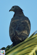 Schopfwespenbussard (Oriental Honey-Buzzard, Pernis ptilorhynchus ruficollis)