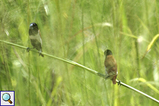 Schwarzbauchnonne (Black-headed Munia, Lonchura malacca)