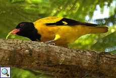 Schwarzkopfpirol (Asian Black-headed Oriole, Oriolus xanthornus ceylonensis)