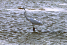 Silberreiher (Great Egret, Egretta alba)