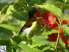 Männlicher Ceylonnektarvogel (Purple-rumped Sunbird, Leptocoma zeylonica zeylonica)