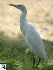 Kuhreiher (Cattle Egret, Bubulcus ibis)