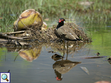 Rotlappenkiebitz (Red-wattled Lapwing, Vanellus indicus lankae)