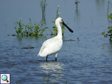 Löffler (Eurasian Spoonbill, Platalea leucorodia leucorodia)