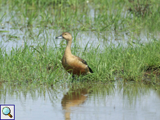 Javapfeifgans (Lesser Whistling Duck, Dendrocygna javanica)