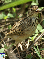 Bengalenlerche (Rufous-winged Bush-Lark, Mirafra assamica) Bengalenlerche (Rufous-winged Bush-Lark, Mirafra assamica)