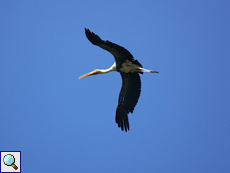 Buntstorch (Painted Stork, Mycteria leucocephala)