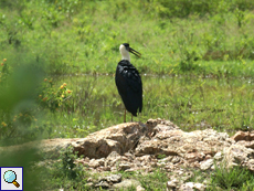 Wollhalsstorch (Woolly-necked Stork, Ciconia episcopus episcopus)