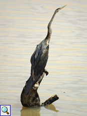 Indischer Schlangenhalsvogel (Oriental Darter, Anhinga melanogaster)