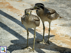 Krabbentriel (Great Thick-knee, Esacus recurvirostris)