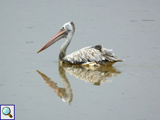 Graupelikan (Spot-billed Pelican, Pelecanus philippensis)