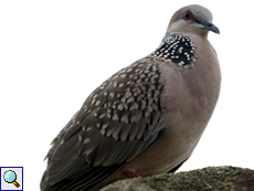 Westliche Perlhalstaube (Western Spotted Dove, Spilopelia suratensis)