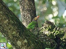 Braunkopf-Bartvogel (Brown-headed Barbet, Megalaima zeylanica zeylanica) Braunkopf-Bartvogel (Brown-headed Barbet, Megalaima zeylanica zeylanica)
