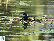 Zwergtaucher (Little Grebe, Tachybaptus ruficollis capensis)