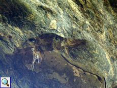 Nester von Malabar-Salanganen (Indian Swiftlet, Collocalia unicolor)