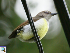 Weiblicher Ceylonnektarvogel (Purple-rumped Sunbird, Leptocoma zeylonica zeylonica) ohne Schwanzfedern