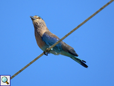 Hinduracke (Indian Roller, Coracias benghalensis indicus)