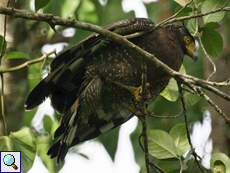 Schlangenweihe (Crested Serpend Eagle, Spilornis cheela spilogaster)