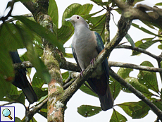 Bronzefruchttaube (Green Imperial Pigeon, Ducula aenea pusilla)