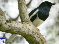 Männliche Dajaldrossel (Oriental Magpie Robin, Copsychus saularis ceylonensis)