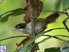 Kapuzentimalie (Dark-fronted Babbler, Rhopocichla atriceps siccata)