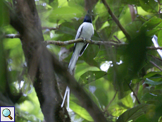 Männlicher Hainanparadiesschnäpper (Asian Paradise Flycatcher, Terpsiphone paradisi paradisi)