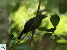 Regendrongo (Sri Lanka Crested Drongo, Dicrurus lophorinus)