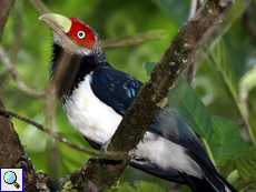 Nacktstirnkuckuck (Red-faced Malkoha, Phaenicophaeus pyrrhocephalus)