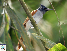 Weiblicher Hainanparadiesschnäpper (Asian Paradise Flycatcher, Terpsiphone paradisi paradisi)