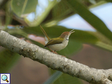 Rotstirn-Schneidervogel (Long-tailed Tailor Bird, Orthotomus sutorius sutorius)