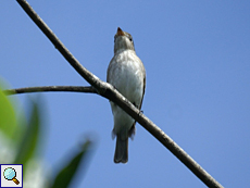 Braunschnäpper (Asian Brown Flycatcher, Muscicapa latirostris)