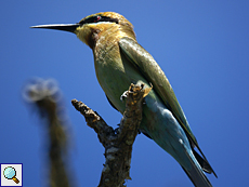 Blauschwanzspint (Blue-tailed Bee-Eater, Merops philippinus) Blauschwanzspint (Blue-tailed Bee-Eater, Merops philippinus)
