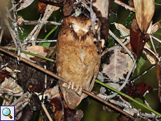 Serendib-Zwergohreule (Serendib Scops Owl, Otus thilohoffmanni)