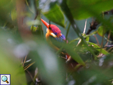 Dschungelfischer (Oriental Dwarf Kingfisher, Ceyx erithaca erithaca)