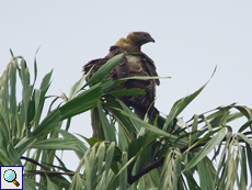 Schopfwespenbussard (Oriental Honey-Buzzard, Pernis ptilorhynchus ruficollis)