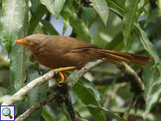 Ceylon-Drossling (Orange-billed Babbler, Turdoides rufescens)