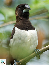 Spitzschwanz-Bronzemännchen (White-rumped Munia, Lonchura striata striata)