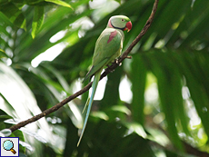 Männlicher Alexandersittich (Alexandrine Parakeet, Psittacula eupatria eupatria) Männlicher Alexandersittich (Alexandrine Parakeet, Psittacula eupatria eupatria)