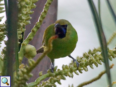 Männlicher Jerdonblattvogel (Jerdon's Leafbird, Chloropsis jerdoni)