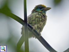 Goldstirn-Bartvogel (Yellow-fronted Barbet, Megalaima flavifrons)