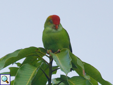 Ceylon-Papageichen (Ceylon Hanging Parrot, Loriculus beryllinus)