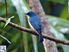 Männlicher Tickellblauschnäpper (Tickell's Blue Flycatcher, Cyornis tickelliae jerdoni)