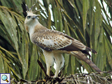 Juveniler Haubenadler (Changeable Hawk Eagle, Nisaetus cirrhatus ceylanensis)
