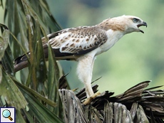 Juveniler Haubenadler (Changeable Hawk Eagle, Nisaetus cirrhatus ceylanensis)