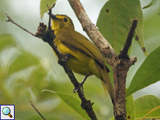 Goldbrauenbülbül (Yellow-browed Bulbul, Iole indica)