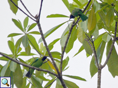Goldstirn-Blattvogel (Golden-fronted Leafbird, Chloropsis aurifrons insularis), Belegbild