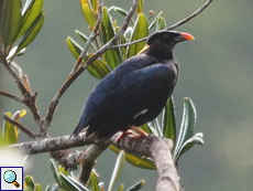 Ceylon-Beo (Ceylon Grackle, Gracula ptilogenys)