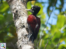 Weiblicher Ceylonsultanspecht (Crimson-backed Flameback, Chrysocolaptes (lucidus) stricklandi)